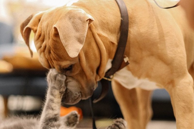 Brushing Your Pet’s Teeth