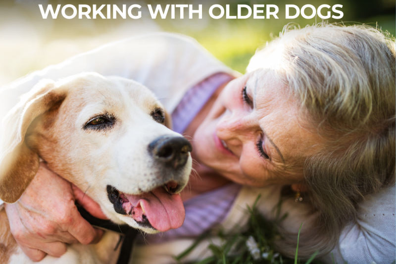 Aging Gracefully: Working With Older Dogs - Veterinary Placerville